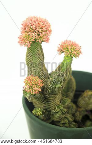 Colorful Macro Photography Of Potted Crassula Pyramidalis Buddha Temple Plant In Bloom On White Back