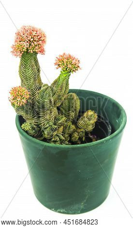 Colorful Macro Photography Of Potted Crassula Pyramidalis Buddha Temple Plant In Bloom On White Back