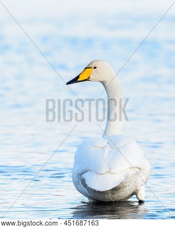 Sibilant Swan On The Water Close-up In Early Spring