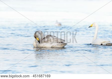 Sibilant Swan On The Water Close-up In Early Spring