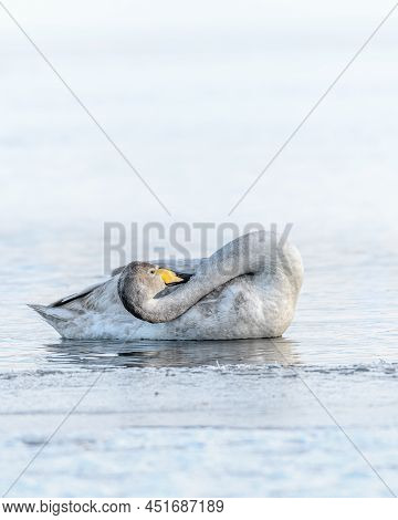 Sibilant Swan On The Water Close-up In Early Spring