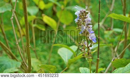 Beautiful Flowers Of Plant Rotheca Serrate Known As Blue Fountain Bush. Plant Located In Madiwala La