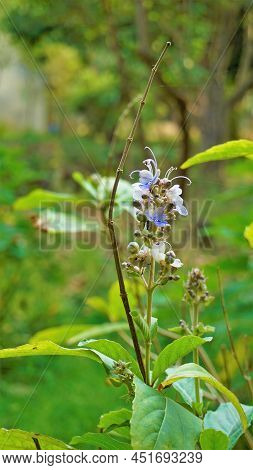 Beautiful Flowers Of Plant Rotheca Serrate Known As Blue Fountain Bush. Plant Located In Madiwala La
