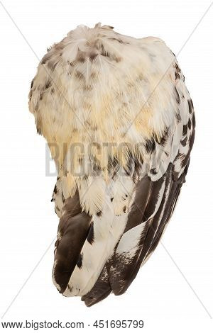 Wing Fethers Plumage Rooster Chicken Fowl Bird Right Side Isolated In White Background