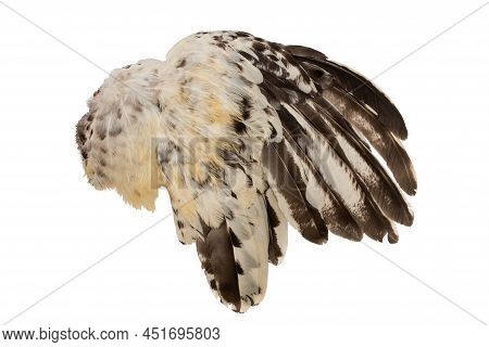 Wing Fethers Plumage Rooster Chicken Fowl Bird Right Side Isolated In White Background