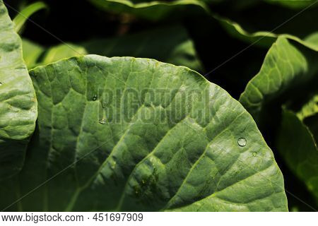 Cabbage Grow In The Garden. Agriculture. Healthy And Healthy Food For Humans. The Cultivation Of Cab