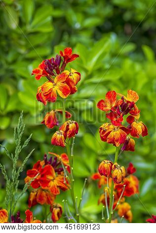 The Brightly Colored Spring Flowers Of Erysimum Cheiri (cheiranthus) Also Known As The Wallflower. V