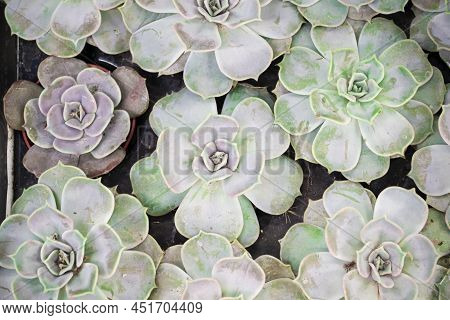 Beautiful Assorted Green Blue And Teal Succulents. Image Top View Benner Of Echeveria.
