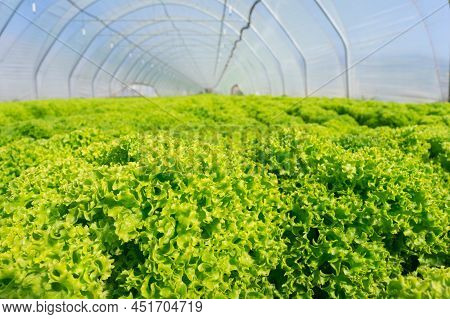 A Bed Of Fresh Green Lettuce In A Polytunnel