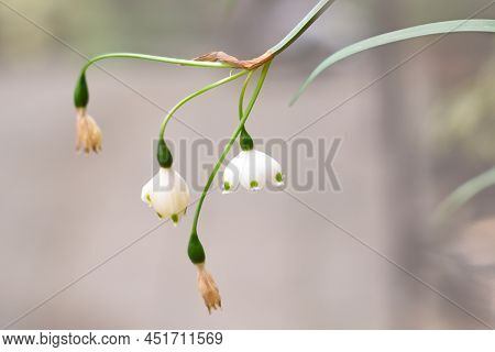 Flower Of Leucojum Aestivum Gravetye Giant Or Summer Snowflake