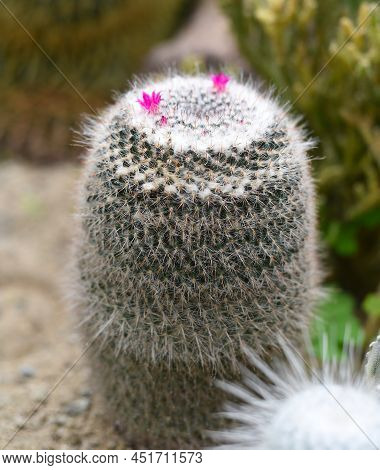 Mammillaria Geminispina, The Twin Spined Cactus Flower