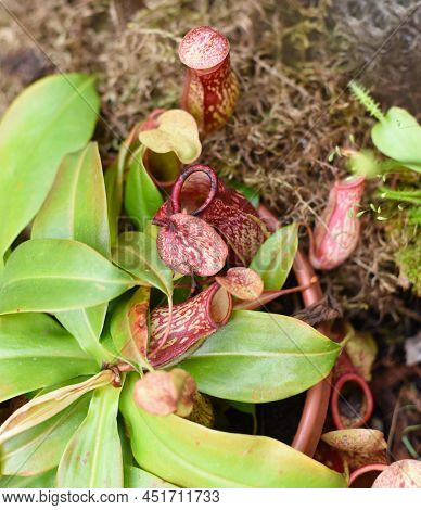 Nepenthes Alata, Carnivorous Plant Feeds On Insects