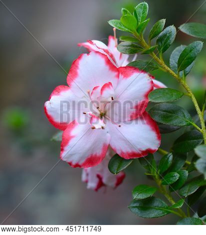 Azalea Indica Taggi Rhododendron Flower Close Up