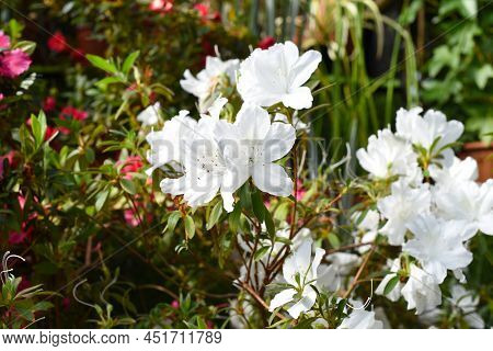 White Azalea Flowers Growing On A Shrub