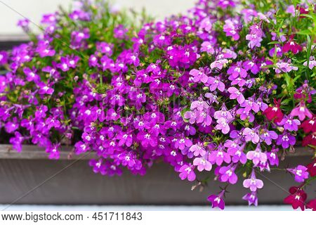 Garden Lobelia, Lobelia Erinus Flowers Background C