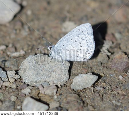 Echo Azure Butterfly Perched On Rock. Santa Clara County, California, Usa.