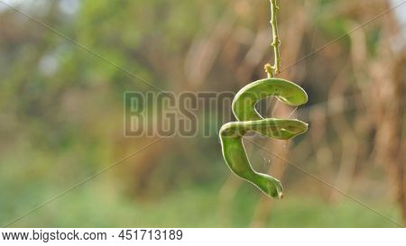 Pithecellobium Dulce Also Known As Manila Tamarind, Camachile, Guayamochil, Madrasthorn, Blackbead E