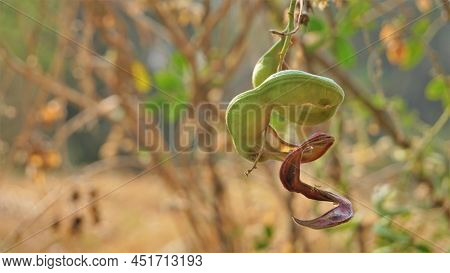 Pithecellobium Dulce Also Known As Manila Tamarind, Camachile, Guayamochil, Madrasthorn, Blackbead E
