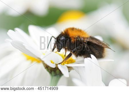 Closeup On A Queen Tree Bumblebee, Bombus Hypnorum Sitting On A White Flower In The Garden