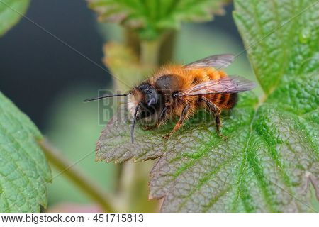 Closeup On A Fresh Emerged Male Red Mason Bee, Osmia Rufa Sitting On A Green Leaf In The Garden
