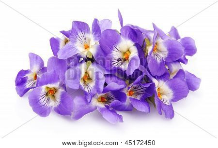 Flores violetas