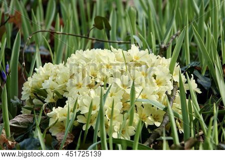 Primrose Flowers - Primula Vulgaris. Spring Primroses Yellow Flowers, Primula Polyanthus, White Prim