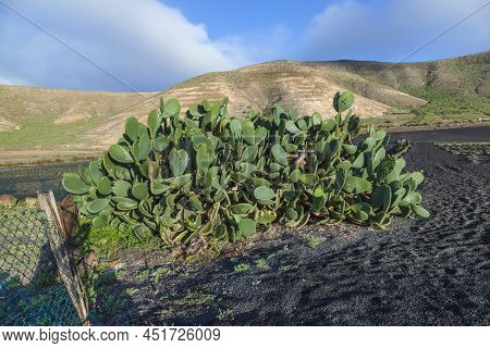Cactus At Village Of Femes In Lanzarote In Morning Light