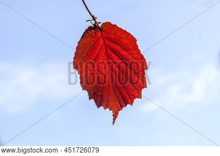 Detail Of Leaves In The Forest With Indian Summer Colors