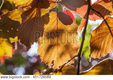 Detail Of Leaves In The Forest With Indian Summer Colors