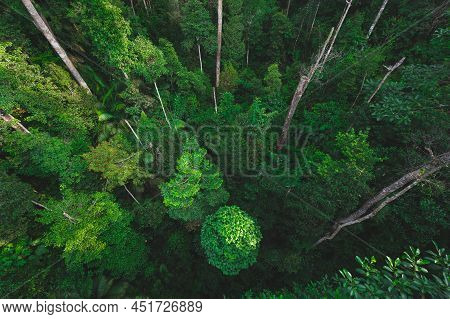 Earth Day Concept With Tropical Forest Background, Natural Sence With Canopy Tree In The Wild