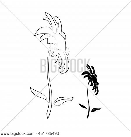 Set Of Two Open Heliopsis Blossom Vector Outline And Silhouette Illustration Isolated On White Backg