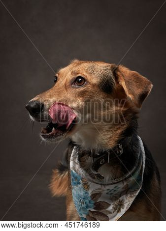 Portrait Of A Beautiful Dog On A Brown Canvas. Mix Of Breeds. Pet In The Studio, Artistic Photo On T