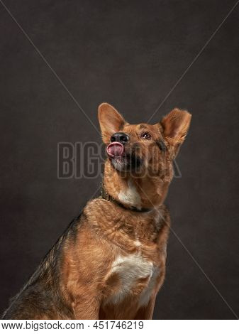Portrait Of A Beautiful Dog On A Brown Canvas. Mix Of Breeds. Pet In The Studio, Artistic Photo On T