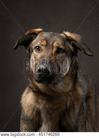 Portrait Of A Beautiful Dog On A Brown Canvas. Mix Of Breeds. Pet In The Studio, Artistic Photo On T