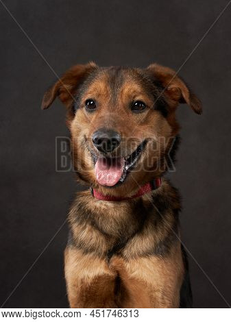 Portrait Of A Beautiful Dog On A Brown Canvas. Mix Of Breeds. Pet In The Studio, Artistic Photo On T