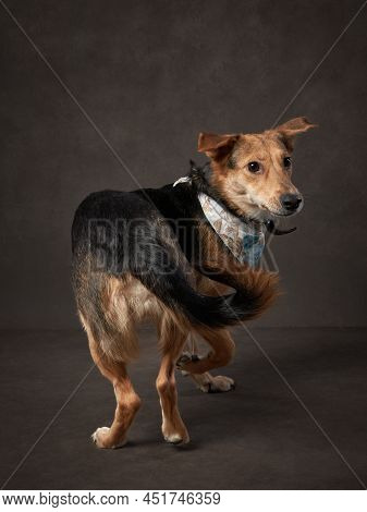 Portrait Of A Beautiful Dog On A Brown Canvas. Mix Of Breeds. Pet In The Studio, Artistic Photo On T
