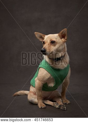 Portrait Of A Beautiful Dog On A Brown Canvas. Mix Of Breeds. Pet In The Studio, Artistic Photo On T