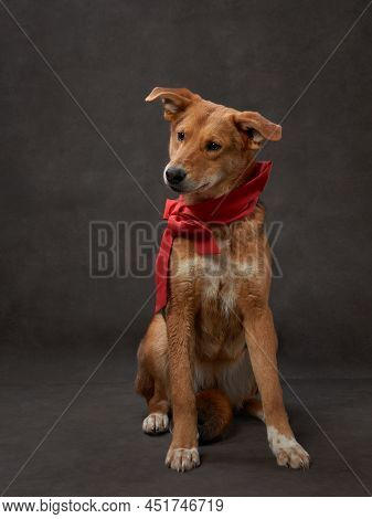 Portrait Of A Beautiful Dog On A Brown Canvas. Mix Of Breeds. Pet In The Studio, Artistic Photo On T