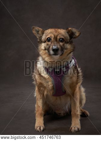Portrait Of A Beautiful Dog On A Brown Canvas. Mix Of Breeds. Pet In The Studio, Artistic Photo On T