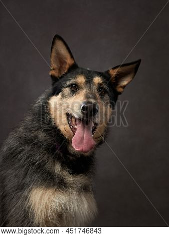 Portrait Of A Beautiful Dog On A Brown Canvas. Mix Of Breeds. Pet In The Studio, Artistic Photo On T
