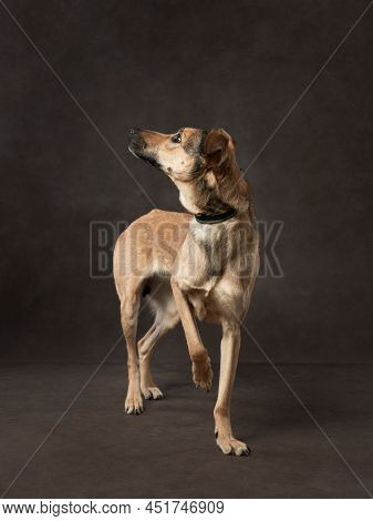Portrait Of A Beautiful Dog On A Brown Canvas. Mix Of Breeds. Pet In The Studio, Artistic Photo On T