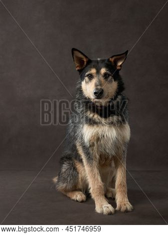 Portrait Of A Beautiful Dog On A Brown Canvas. Mix Of Breeds. Pet In The Studio, Artistic Photo On T