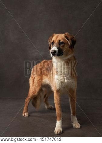 Portrait Of A Beautiful Dog On A Brown Canvas. Mix Of Breeds. Pet In The Studio, Artistic Photo On T
