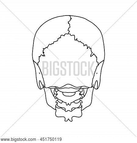A Human Skull, Drawn By Outline. Vector Stock Illustration.
