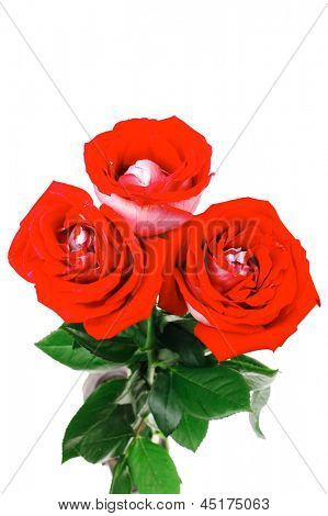 fleurs : bouquet de fleurs roses et vert feuilles isolé sur fond blanc