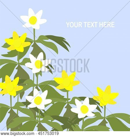 Anemona Yellow And White Flowers On Blue Background Lorem Ipsum Stock Vector Illustration For Web, F