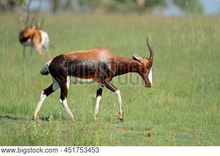 An endangered bontebok antelope (Damaliscus pygargus dorcas) in natural habitat, South Africa