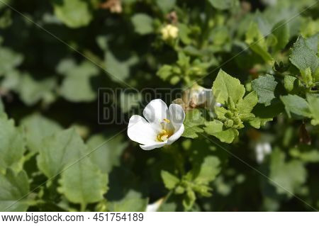 Ornamental Bacopa White Flowers In The Garden