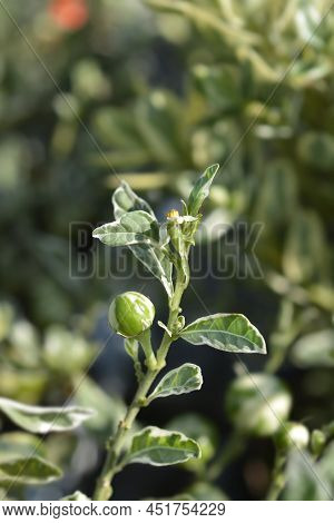 Variegated Jerusalem Cherry In The Garden In Autumn