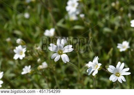 Field Chickweed White Flowers In The Garden
